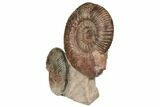 Two Ammonite (Hammatoceras) Fossils - Belmont, France #191712-1
